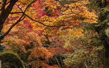 京都・紅葉めぐり 二泊三日のカバー画像
