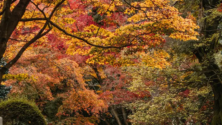 京都・紅葉めぐり 二泊三日のカバー画像